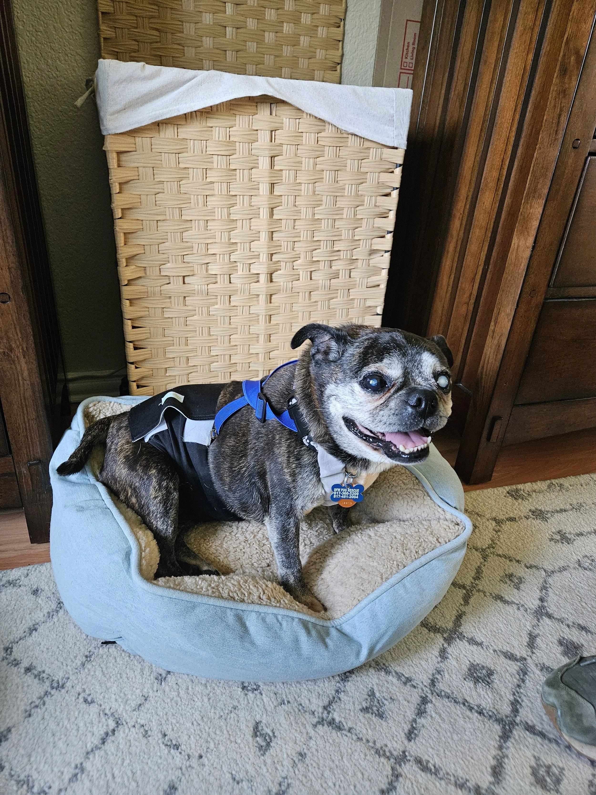 Jaxx — DFW Pug Rescue
